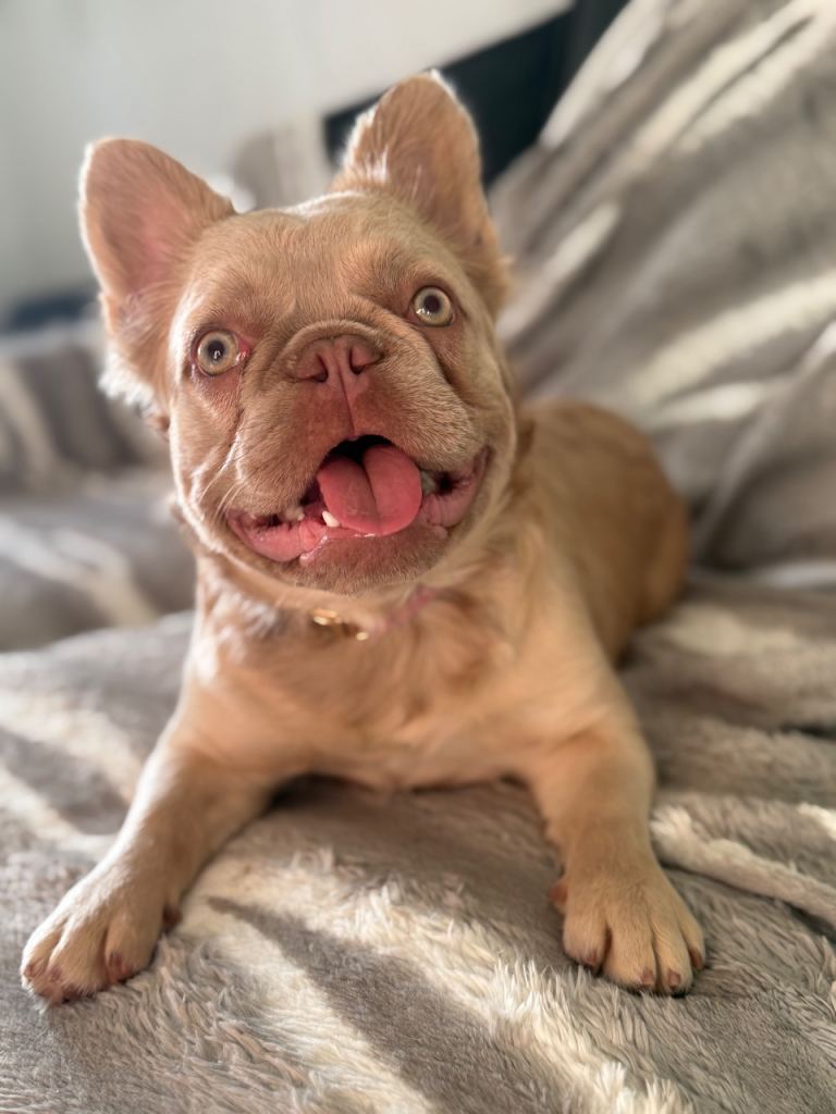 Belle the Fluffy Frenchie
