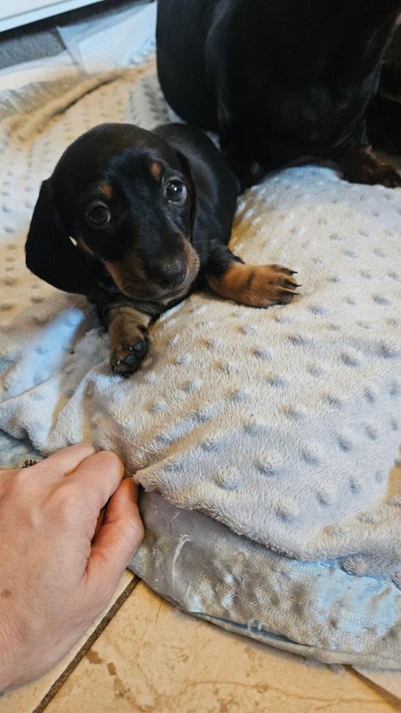 Miniature Dachshund Pups