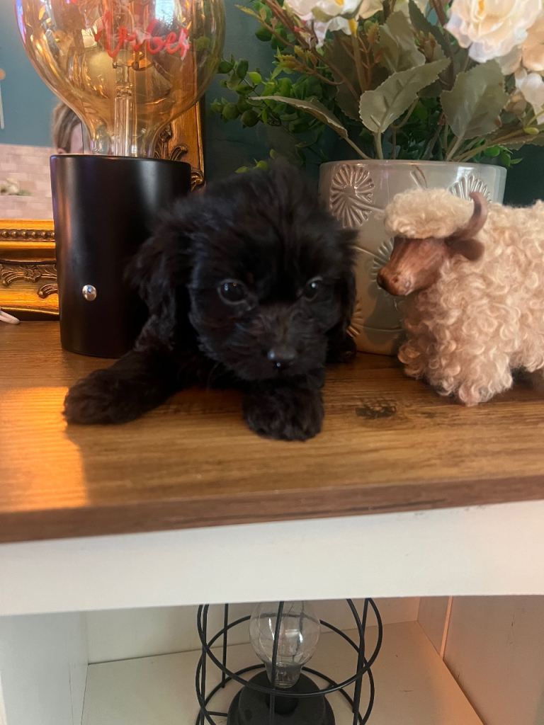 Miniature cockerpoo puppies 