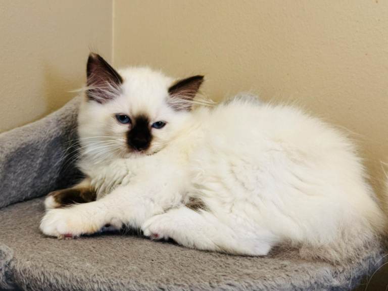 Ragdoll kittens 
