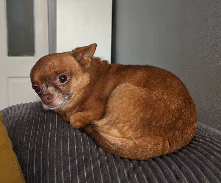 Male Chihuahuas 