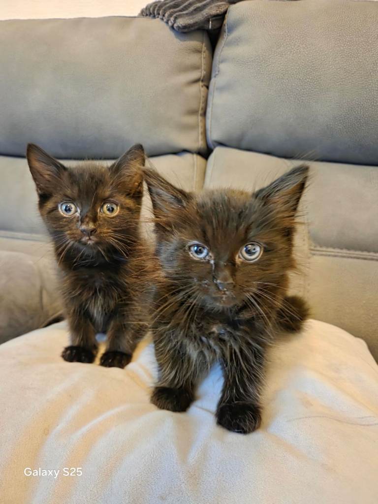 Cute kittens 