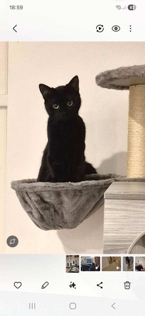 Adorable 8 month old kitten 