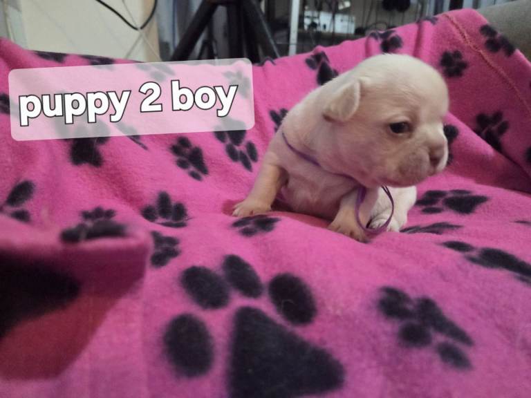 Frenchie puppies 