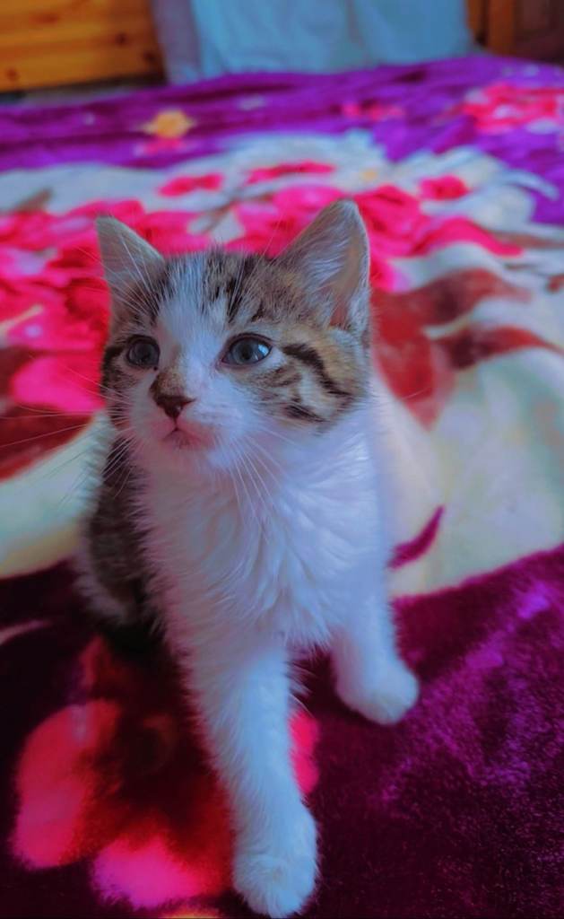 Adorable kittens 😻