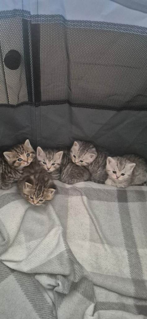 Cute kittens for sale