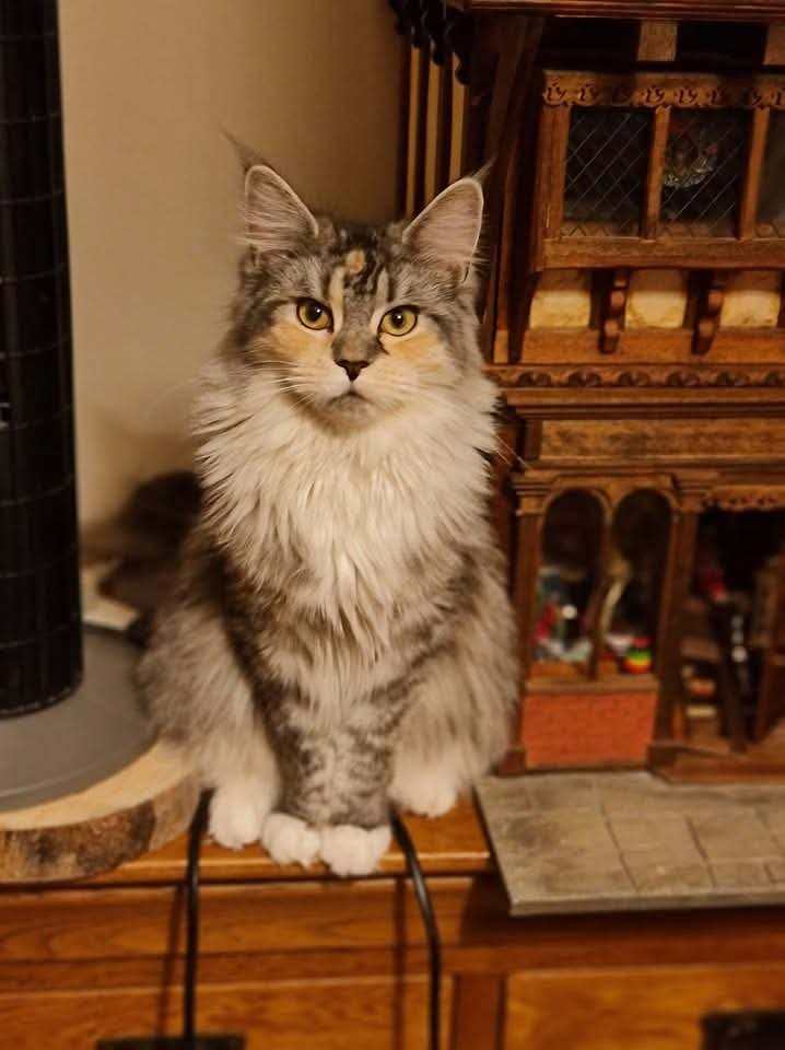 Beautiful TICA Registered Pedigree Maine Coon Kittens