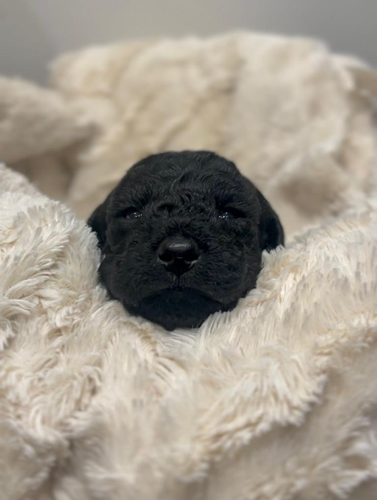 Beautiful 💞Miniature Labradoodle 