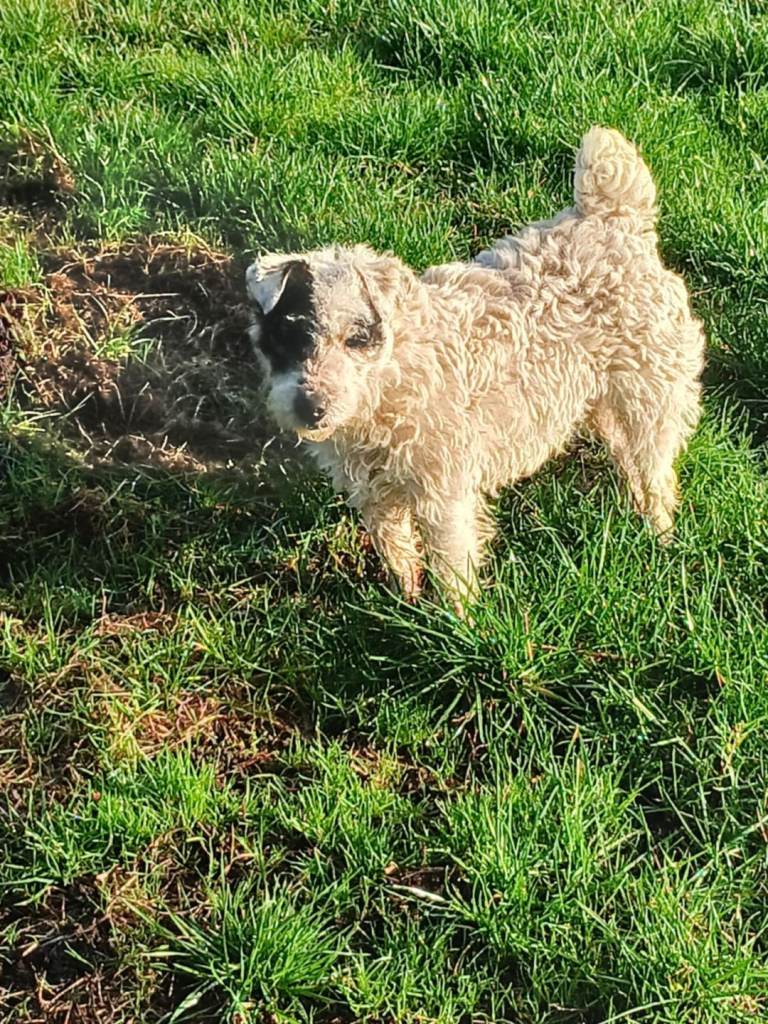 Old school russel pups