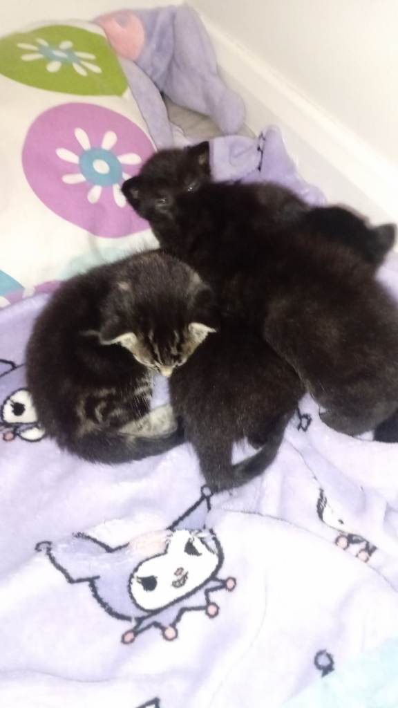 Baby kittens