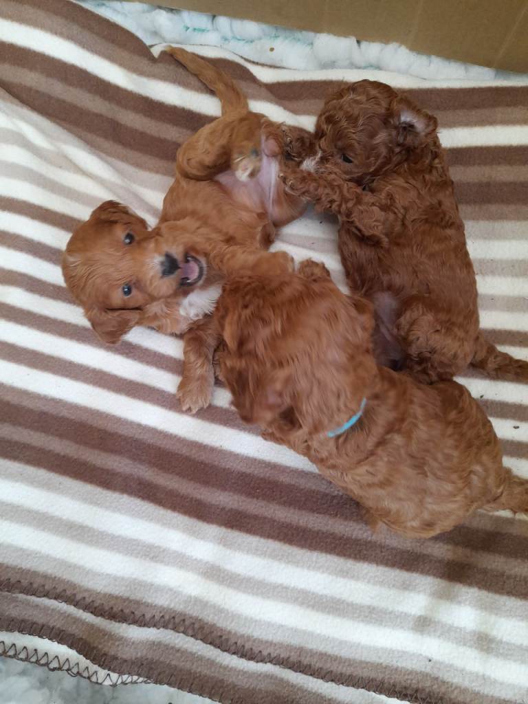 COOKAPOO PUPPYS FOR SALE 