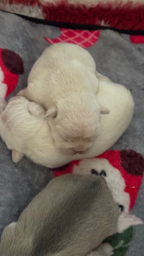 2 cream frenchies 