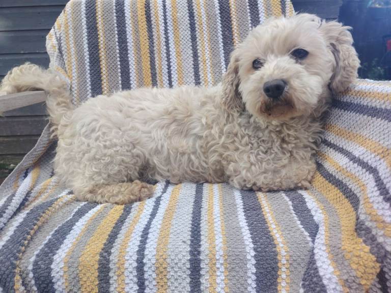 Beautiful Cavachon