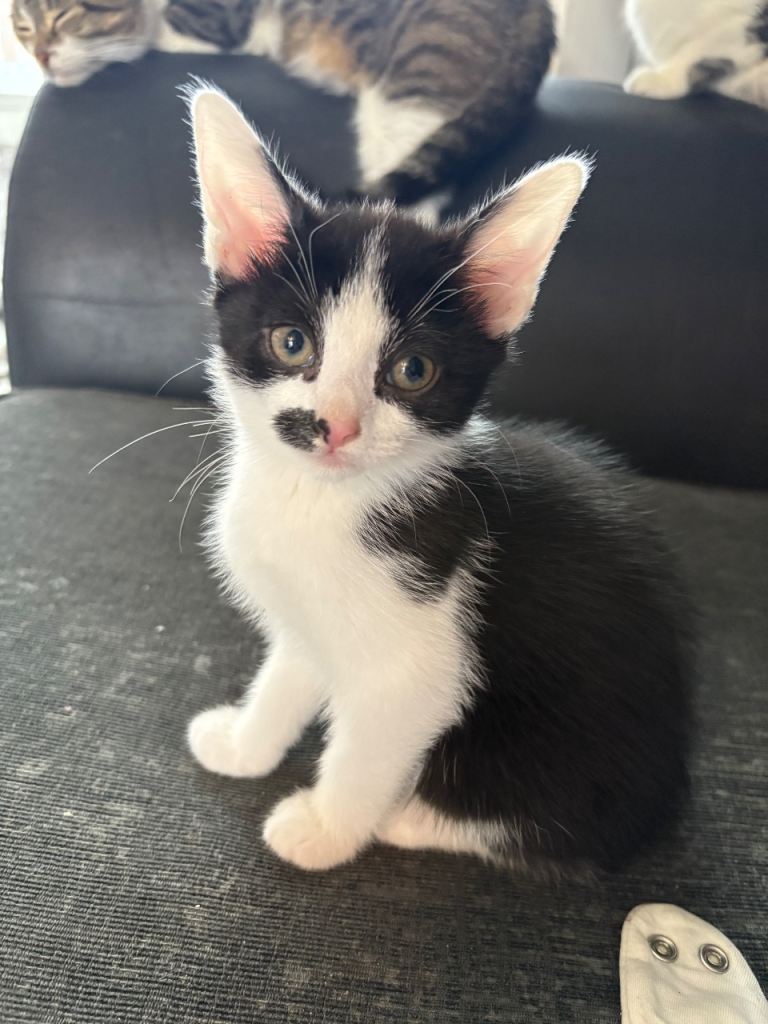 8 week old girl kitten 