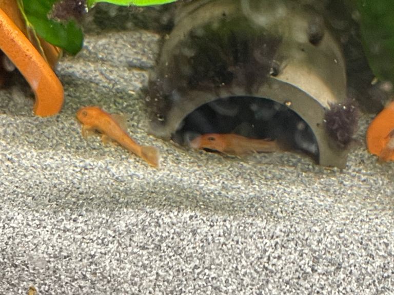 SUPER RED BRISTLENOSE PLECOS