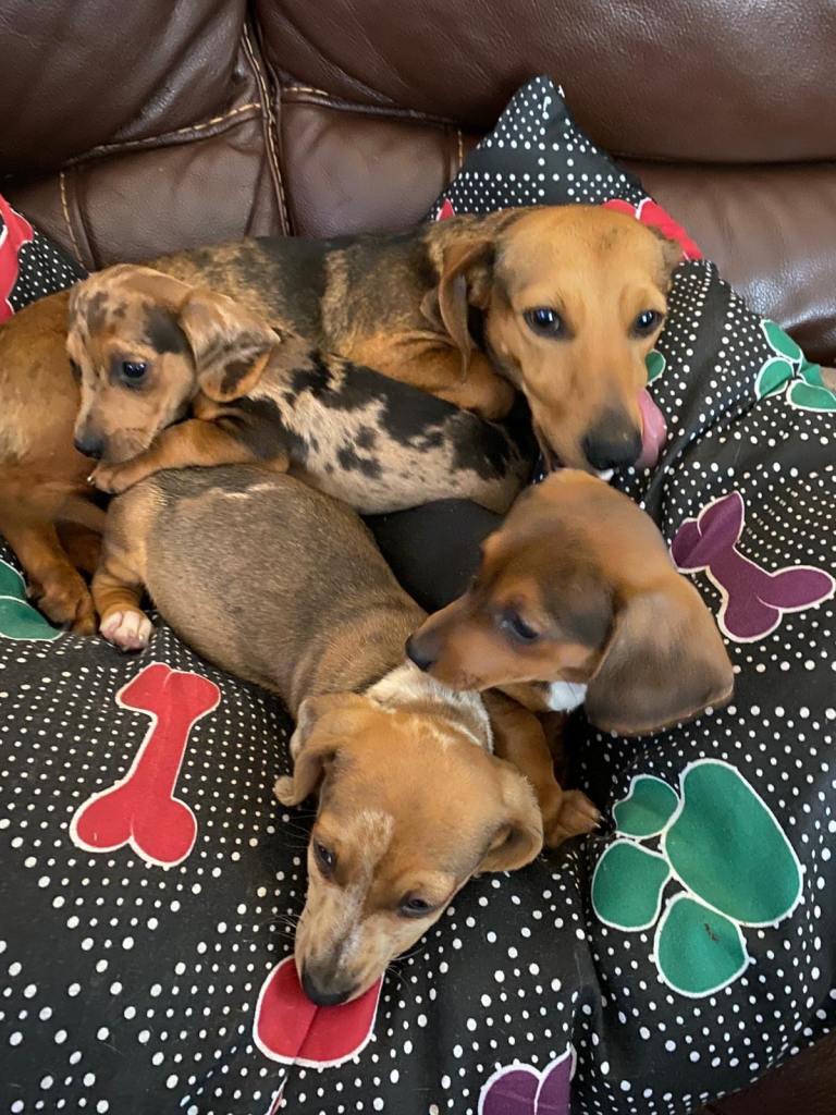 Dachshund x jack Russell pups