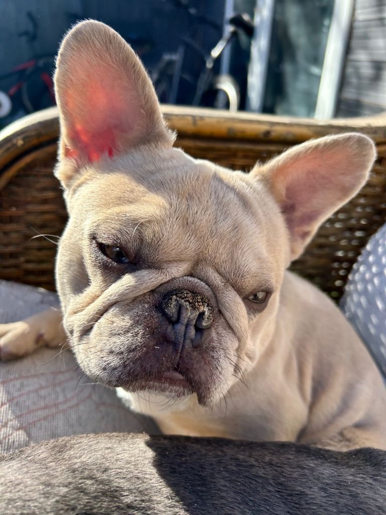 2 Frenchbulldogs mother and son 