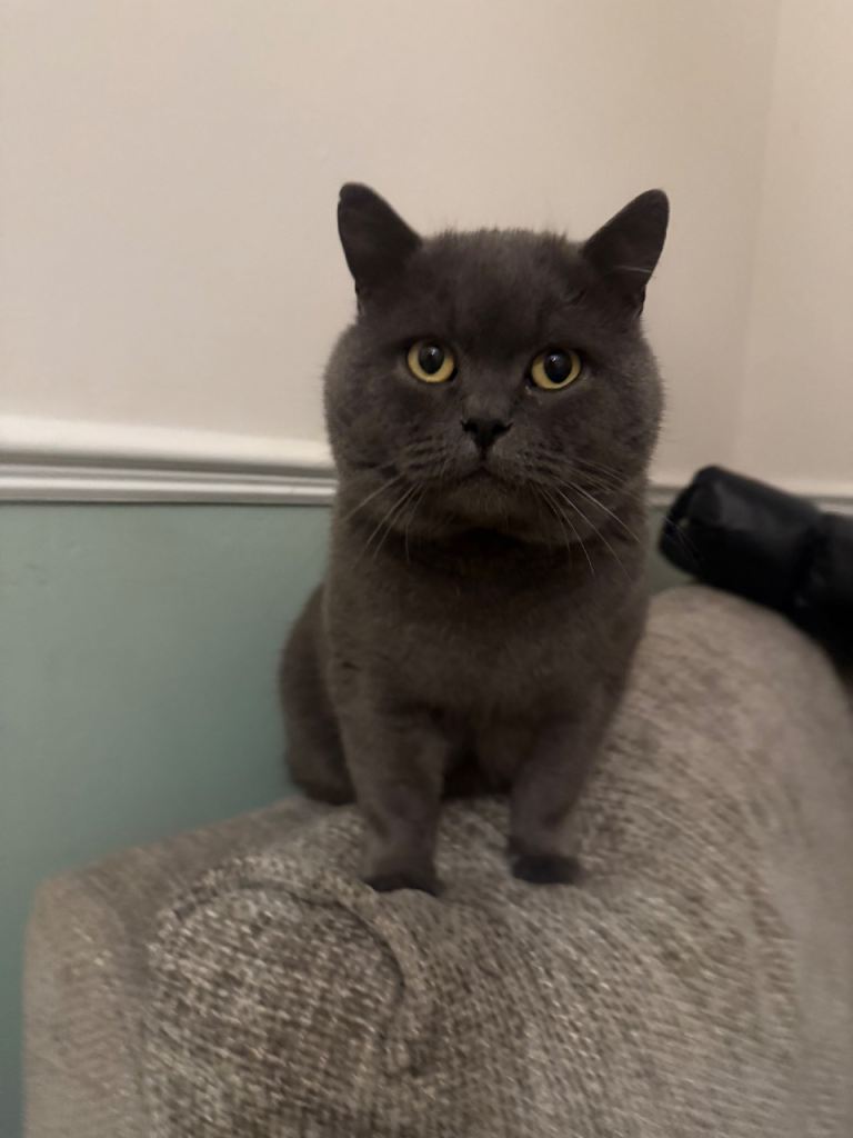 BRITISH SHORTHAIR KITTENS