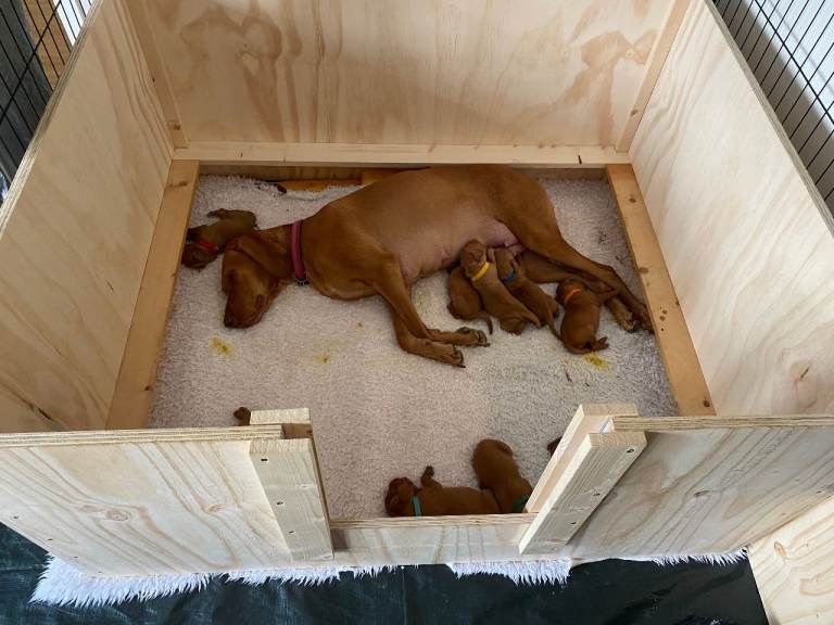 Whelping Box