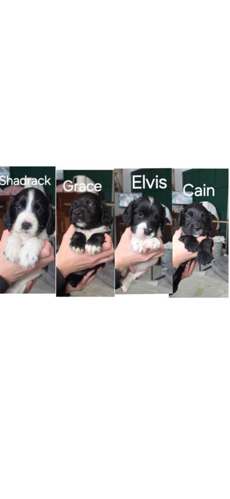 F1B Sprocker puppies 