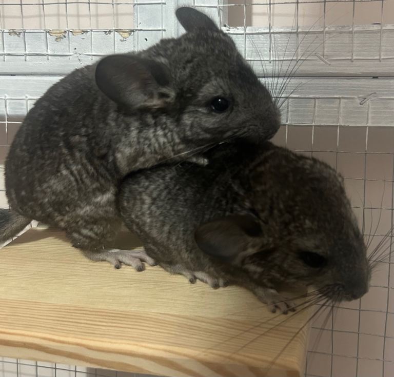 Female baby chinchillas
