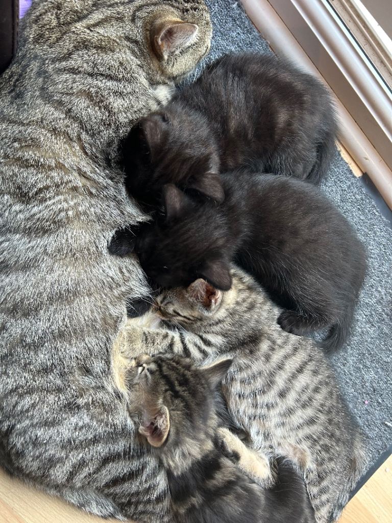 Kittens for sale 2x boys -£100, girl £150