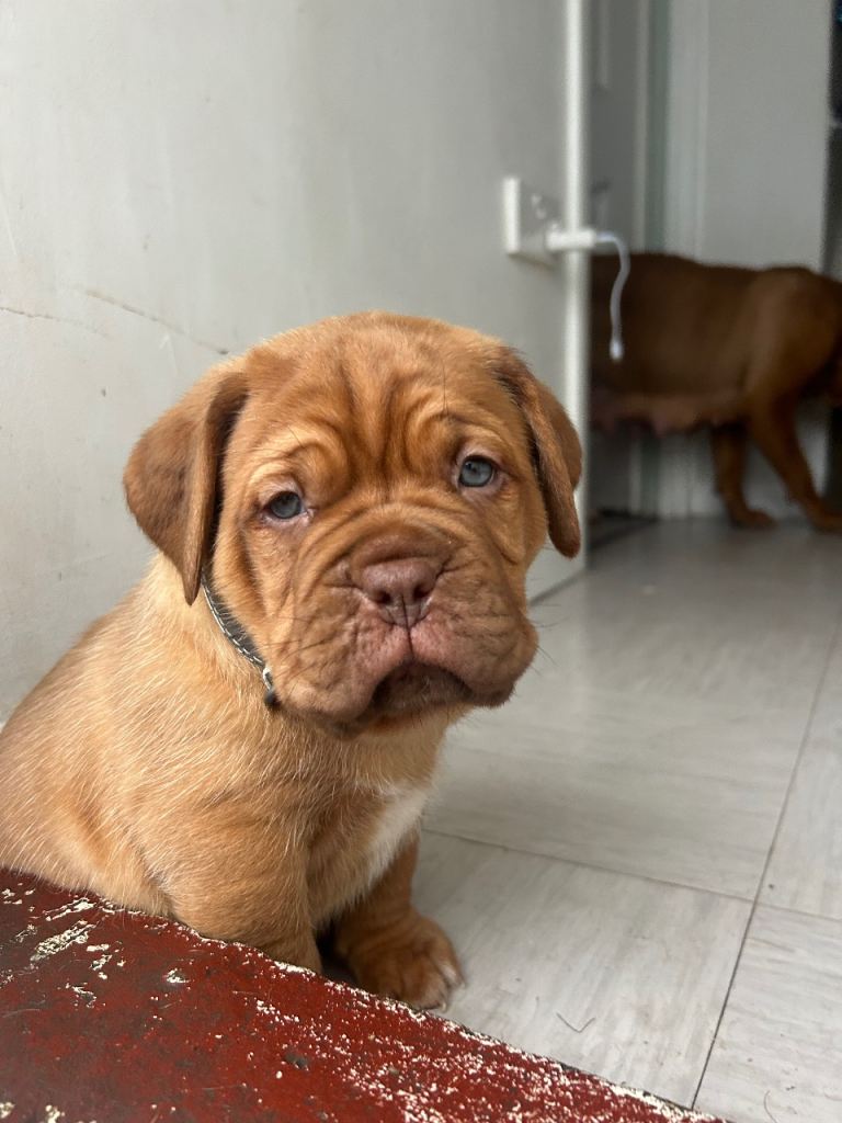 2 bitches left !!FULL KC PEDIGREE DOGUE DE BORDEAUX💗💙 