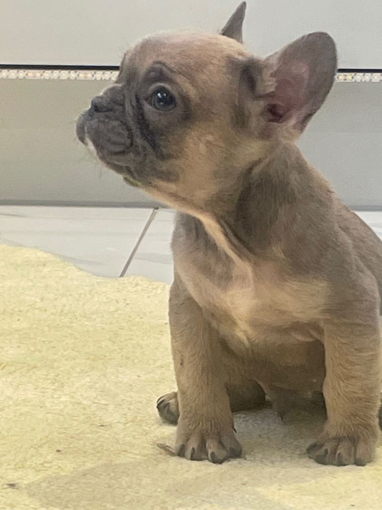 Ready now for there 4ever homes 