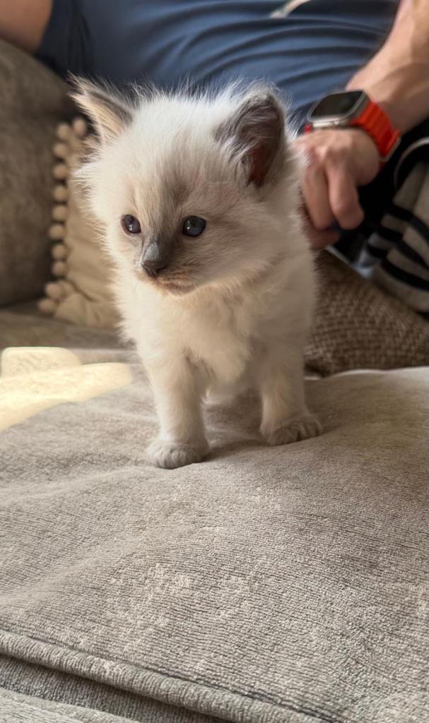 Ragdoll kittens 