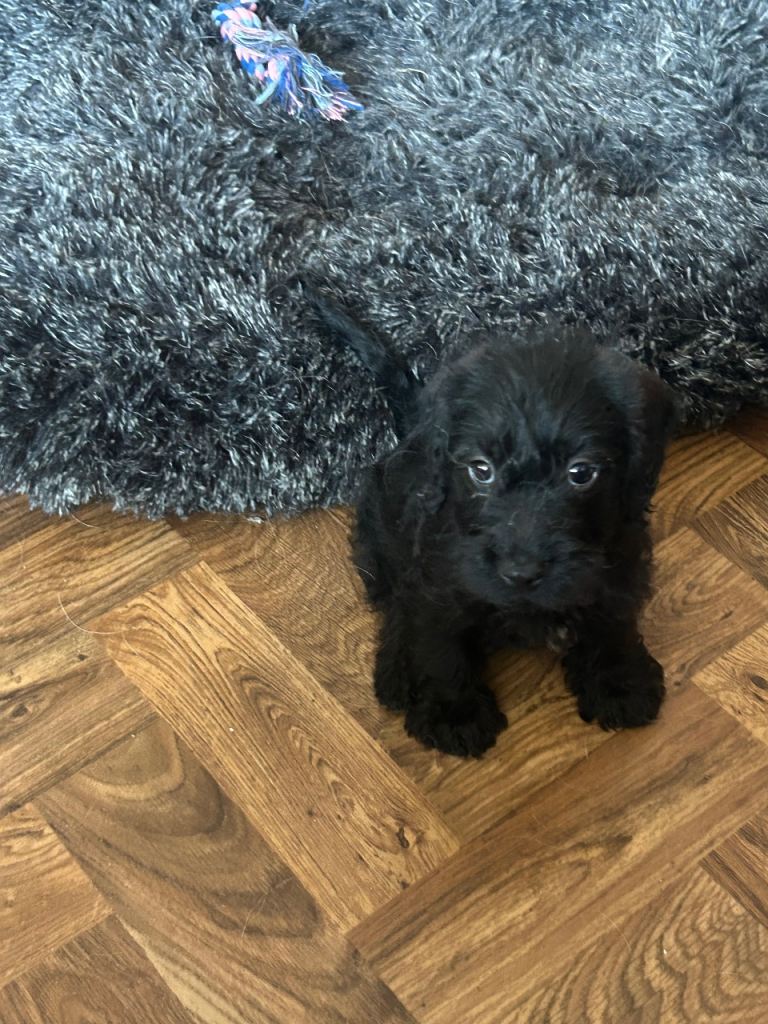 Wired Haired Dachshund x Jack Russell puppy