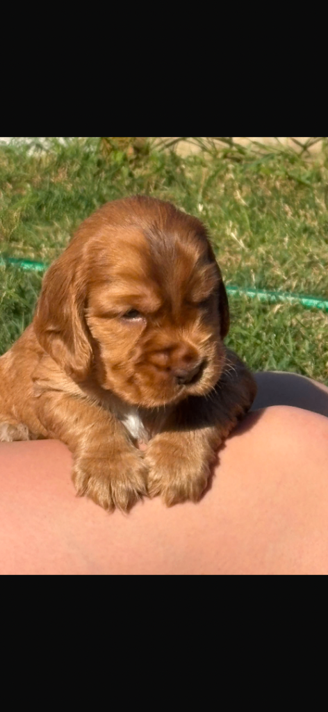 Beautiful show cocker spaniels
