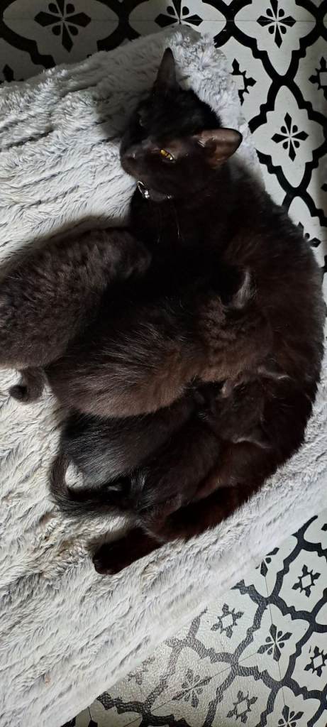2 x black kittens left ( male & female)