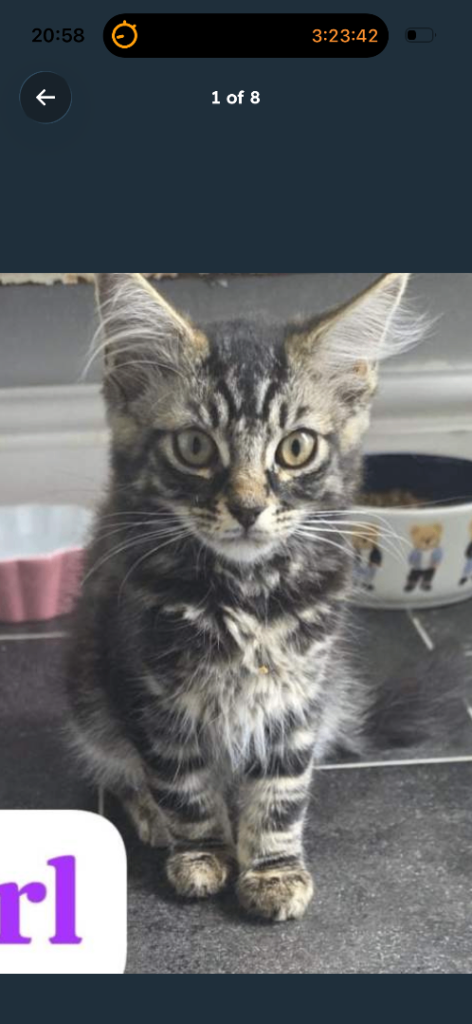  mixed breed  female kitten 12 week old Luna 