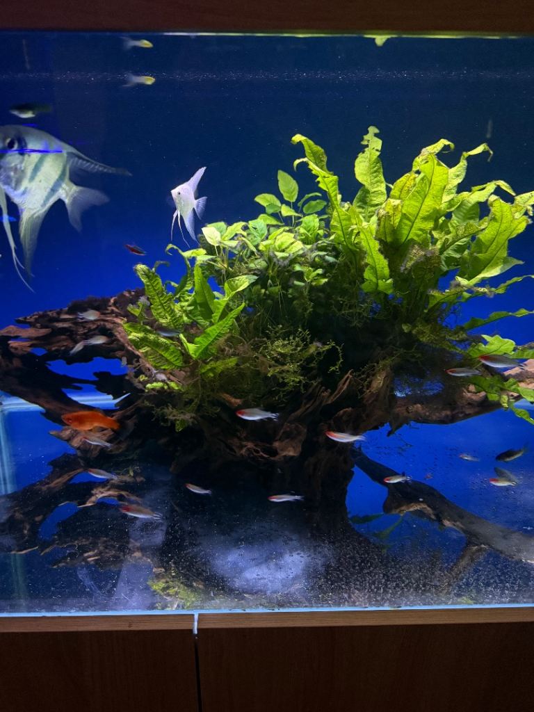 Large aquarium bog wood covered in plants 