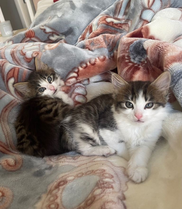 Beautiful kittens looking new home 