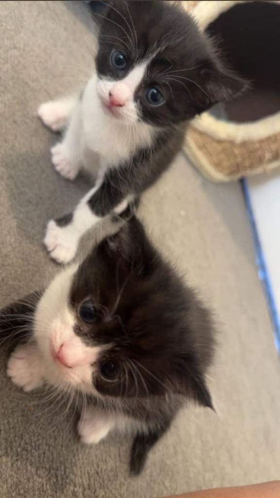Adorable Black and White Kittens Looking for Forever Homes