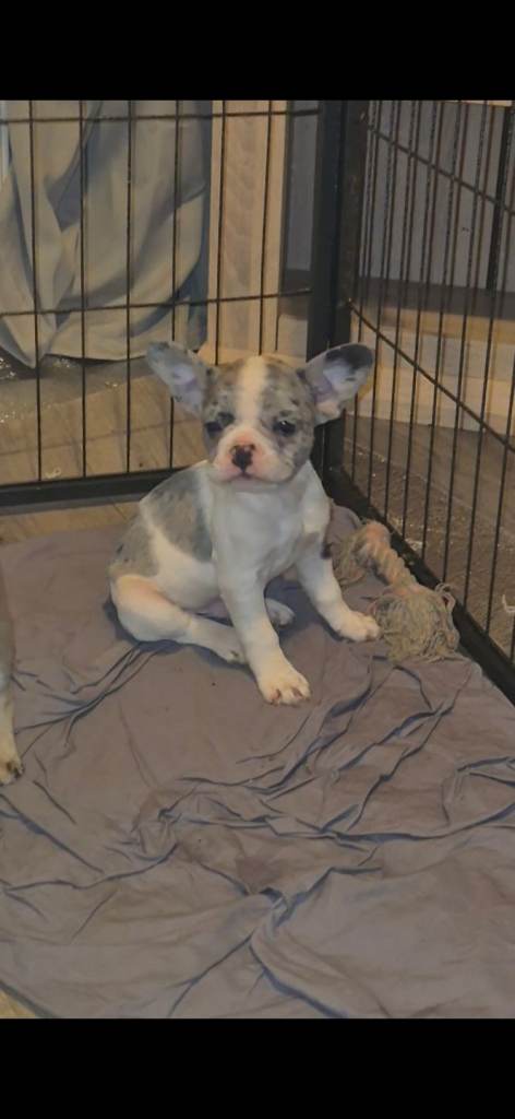 5 LEFT! Dwkc frenchies ready Monday