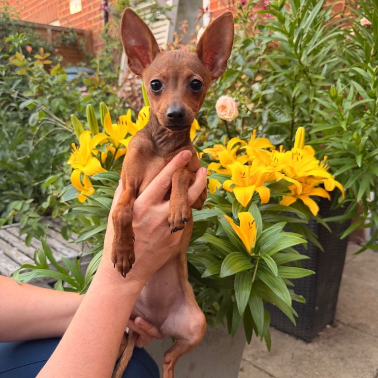 Russian Toy Terrier