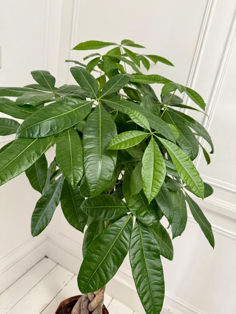 Pachira Aquatica Real Indoor Plant Tree Twisted Stem