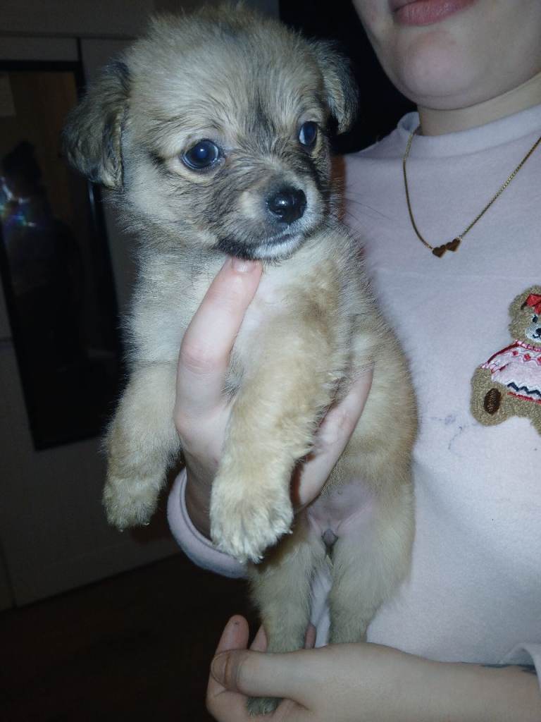 Beautiful Jackchi pups 