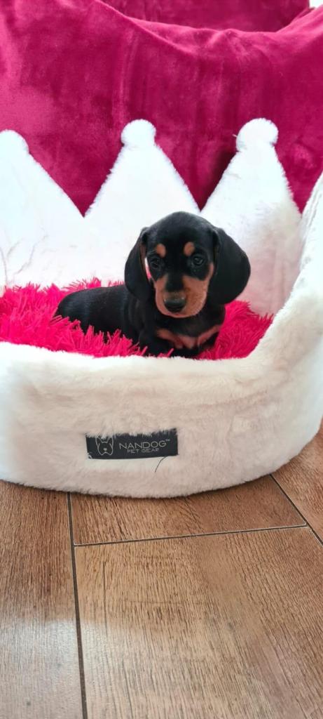  Kc registered Miniature dachshunds 