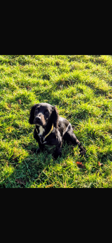 Cocker spaniel for sale 