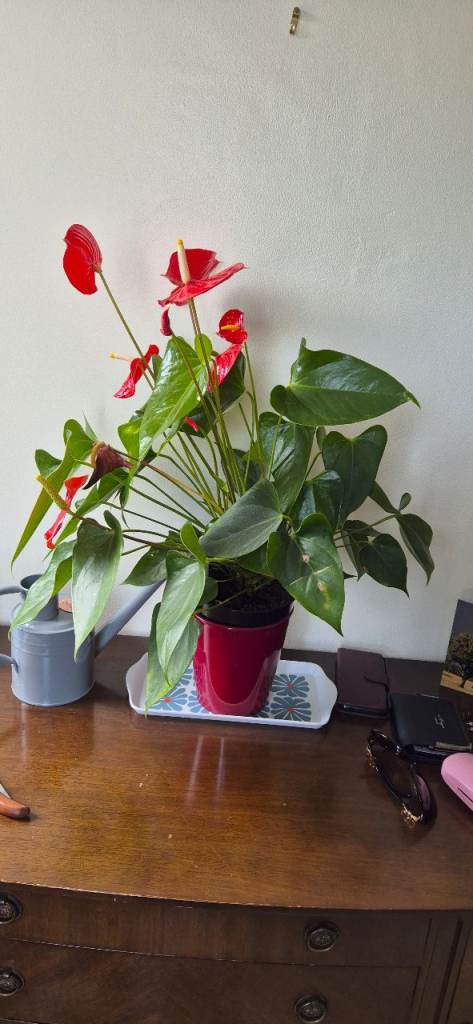 Anthurium plant with pot
