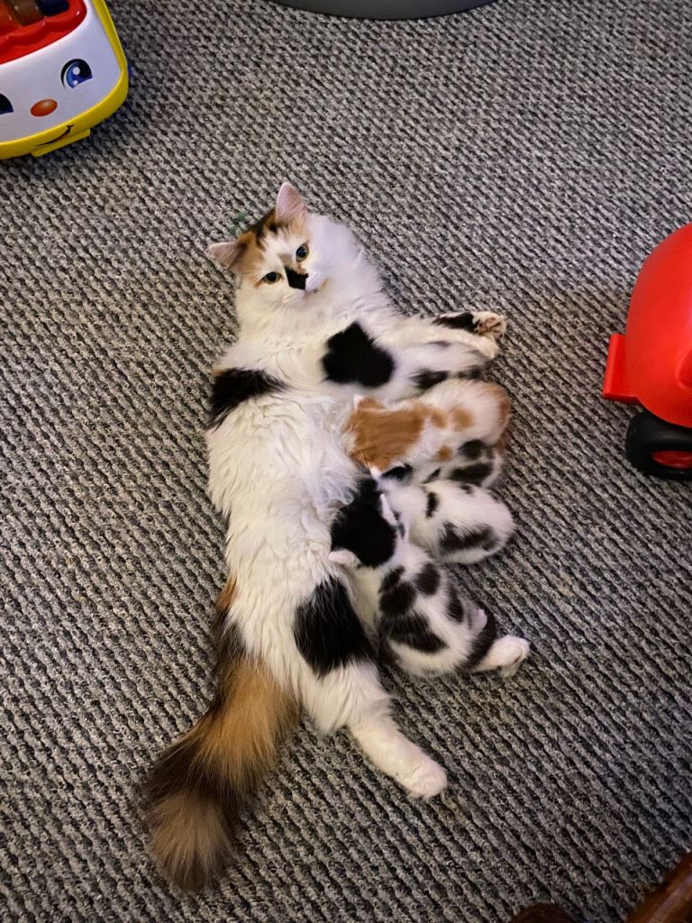 3 beautiful black and white kittens for sale