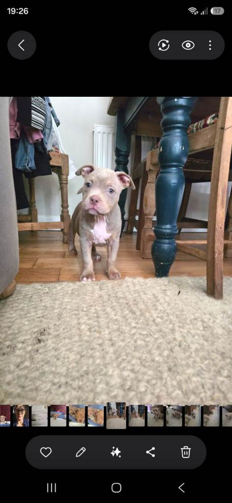 Pocket Bully Puppies