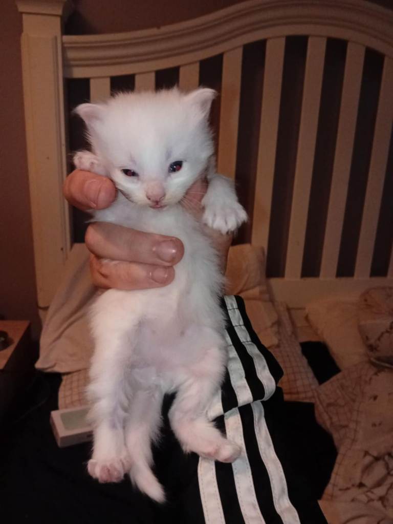 Kittens