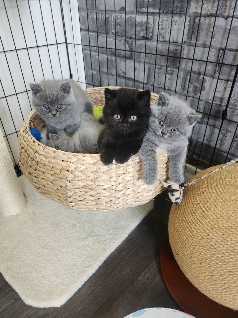 3 X bsh kittens