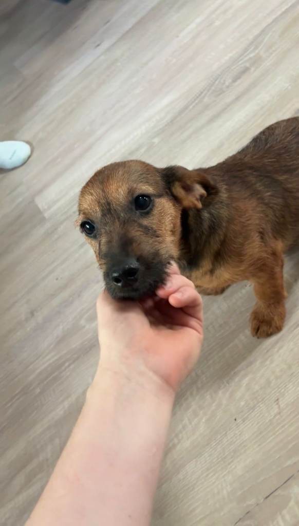 Dachsund/Norfolk Terrier Cross