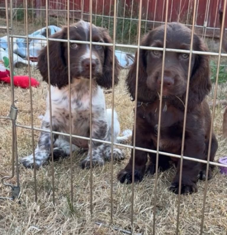 READY to leave 2 X GIRLS Cocker spaniel puppies 