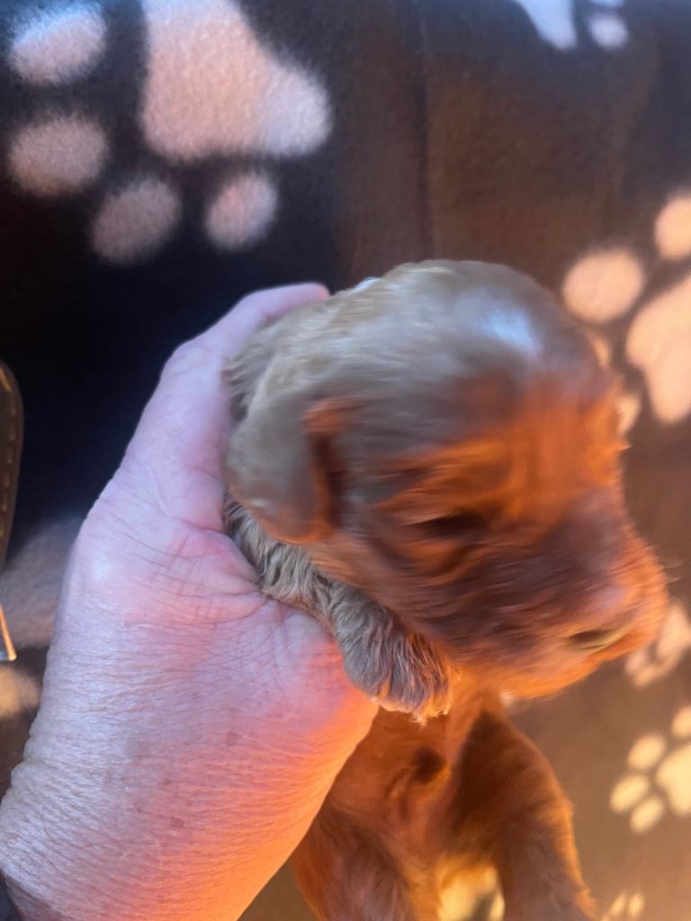 Cockapoo health clear KC parents